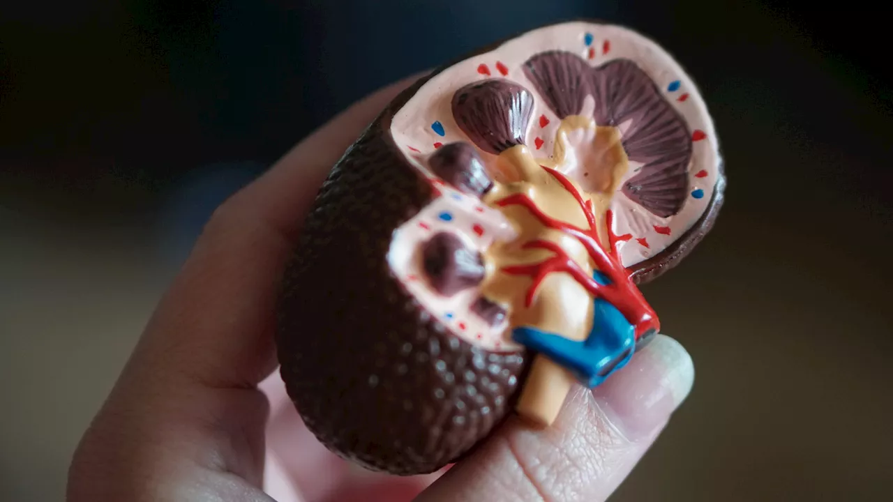 New technology could increase donor kidneys for transplants