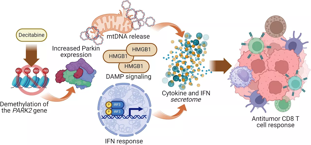 Researchers identify role of Parkinson's-related protein in cancer and T cell activation