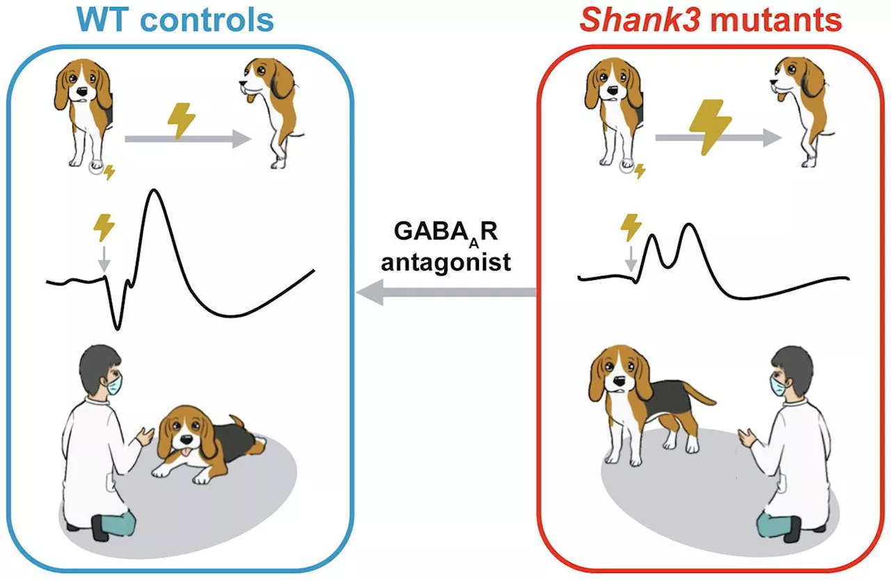 Researchers reveal neural mechanism of impaired tactile processing in autism-associated Shank3 mutant dogs