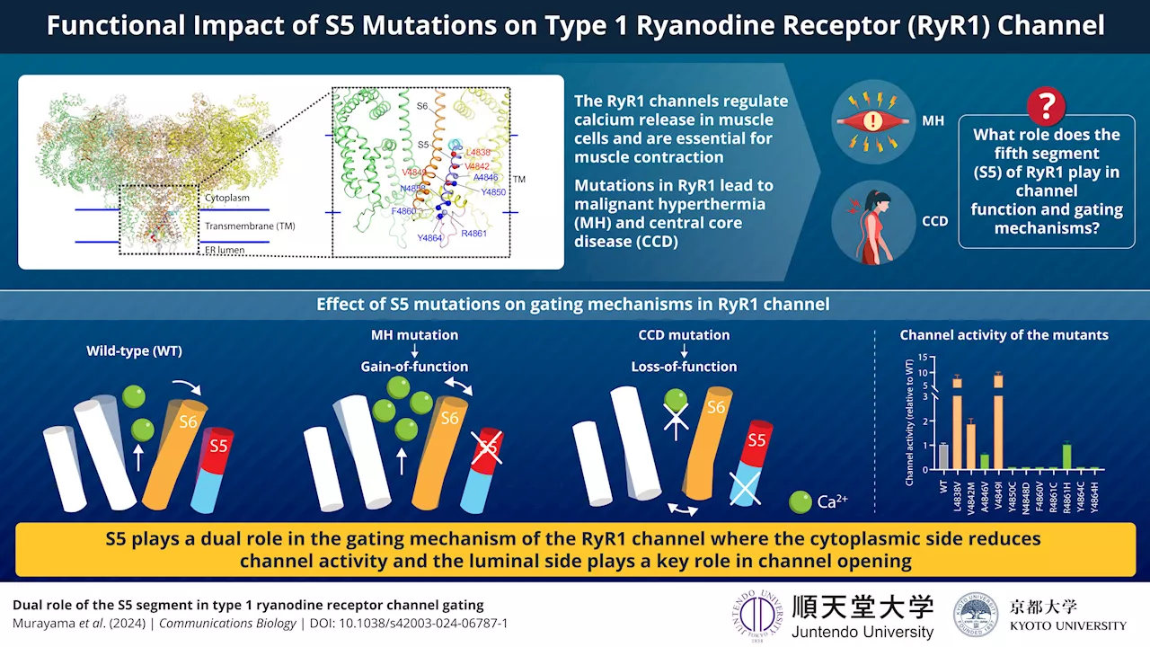 Scientists Discover How Mutations Affect Calcium Release Channel And Impact Muscle Disorders