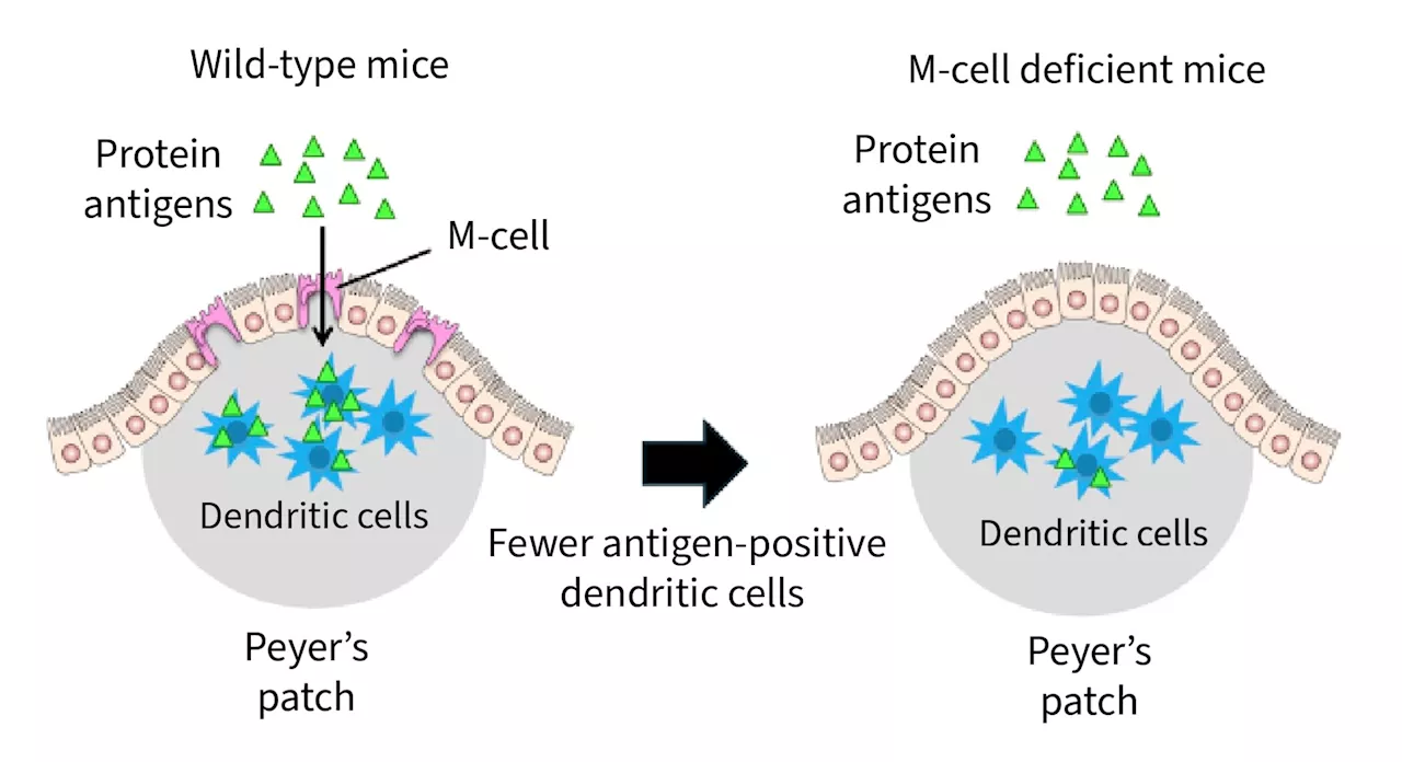 Scientists discover proteins in meat, milk and other foods suppress gut tumors