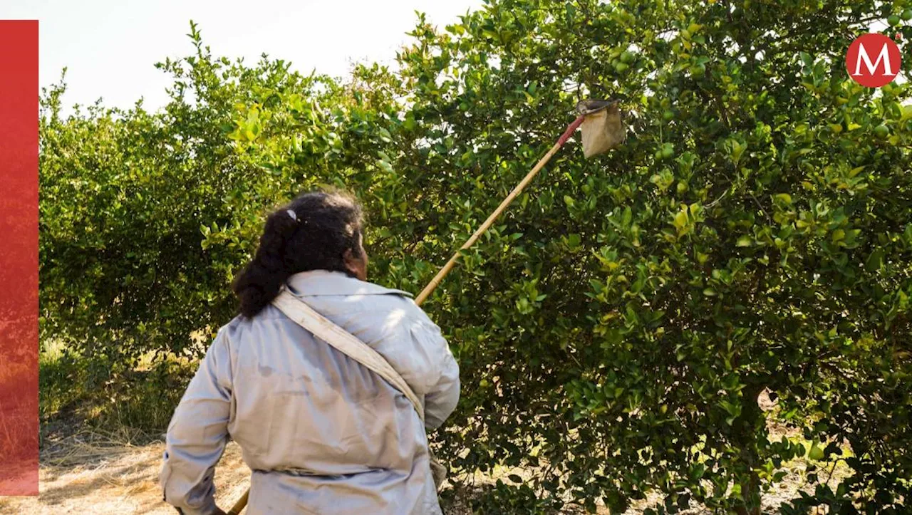 Por presiones del narco, retoman operaciones limoneros de Michoacán