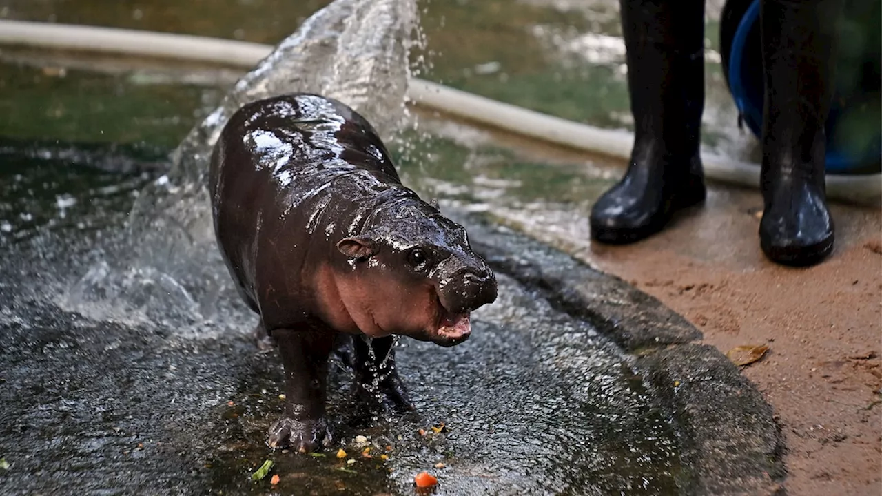 How Moo Deng the pygmy hippo is different from common hippos