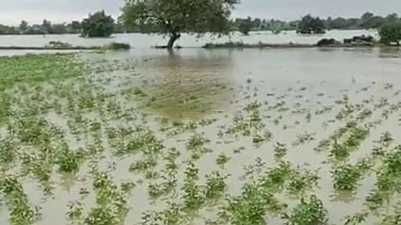 UP Rain: बांदा में एक दिन में सीजन की रिकॉर्ड तोड़ बारिश, अतिवृष्टि से फसलों को भारी नुकसान