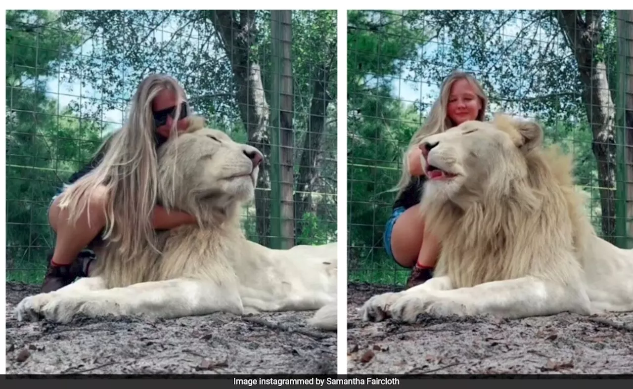 शेर को गले लगाकर दुलार करती दिखी महिला, White Lion का ऐसा Video देख डर से कांप जाएंगे आप, फिर भी कहेंगे Cute