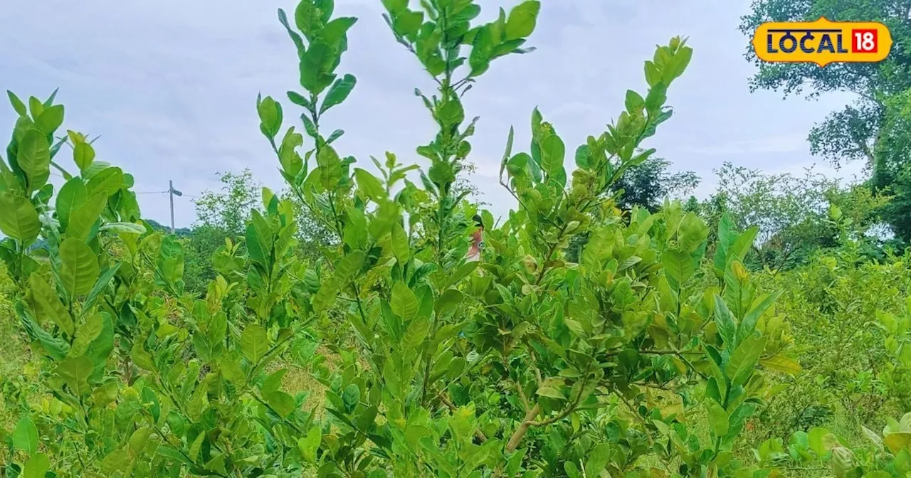 धान-गेहूं छोड़ किसान करें इस फसल की खेती, लागत कम, मुनाफा बंपर, हर मौसम में रहती है डिमांड