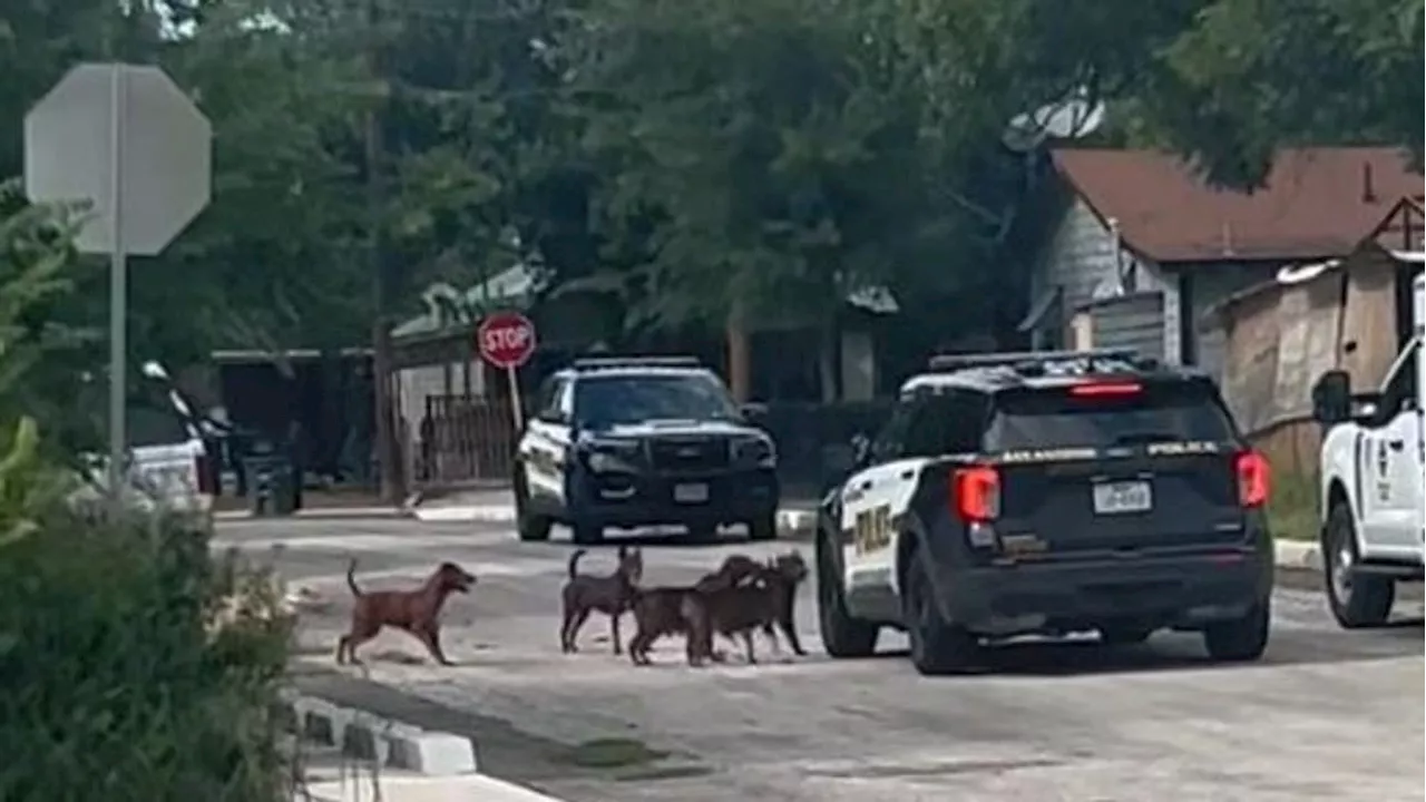 San Antonio dogs that bit a woman and a police car deemed dangerous