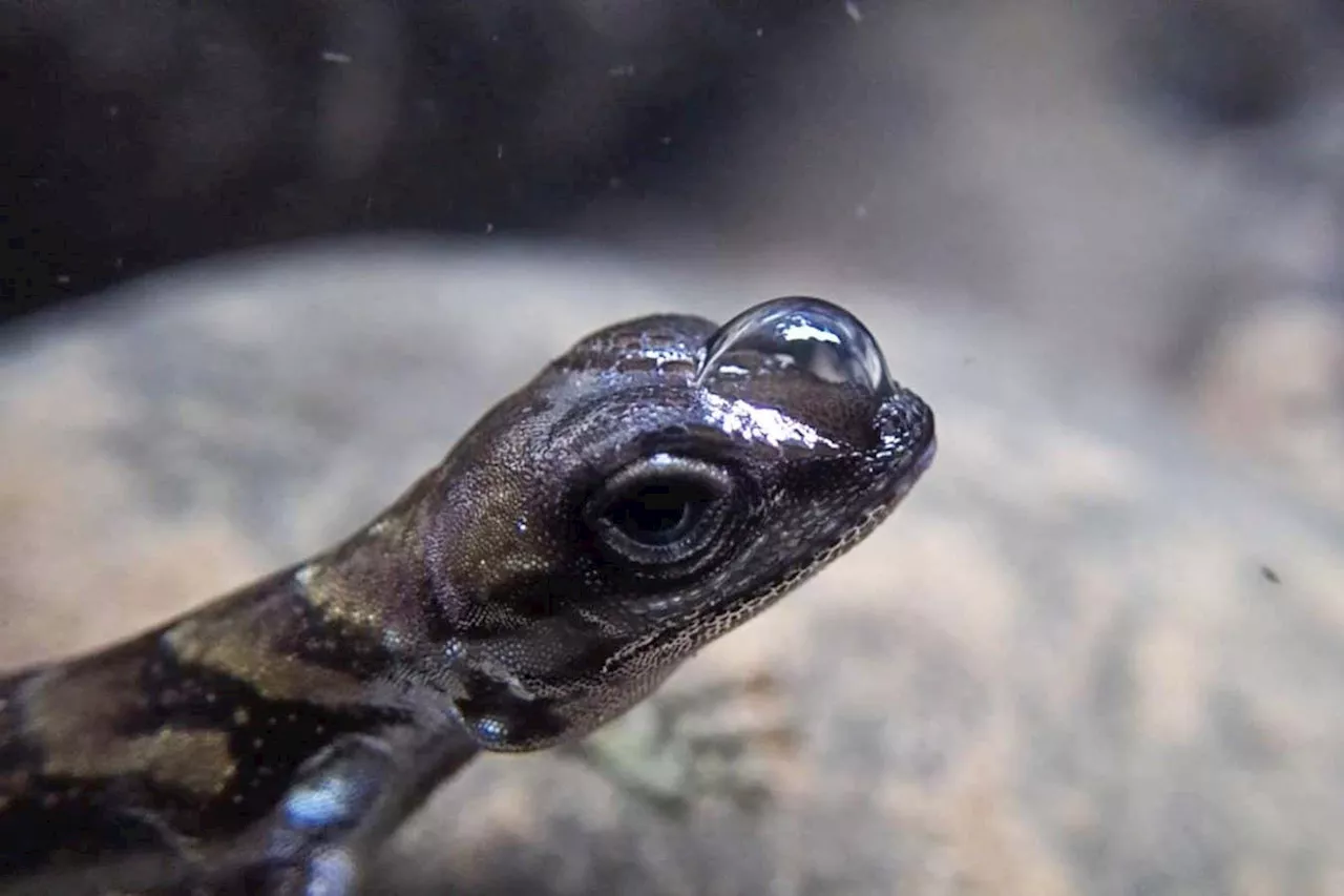 Air jacket helps 'scuba-diving' lizards stay underwater for longer