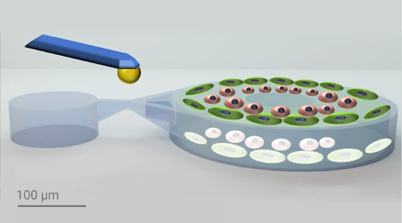 Mechanically stimulated 3D multicellular systems