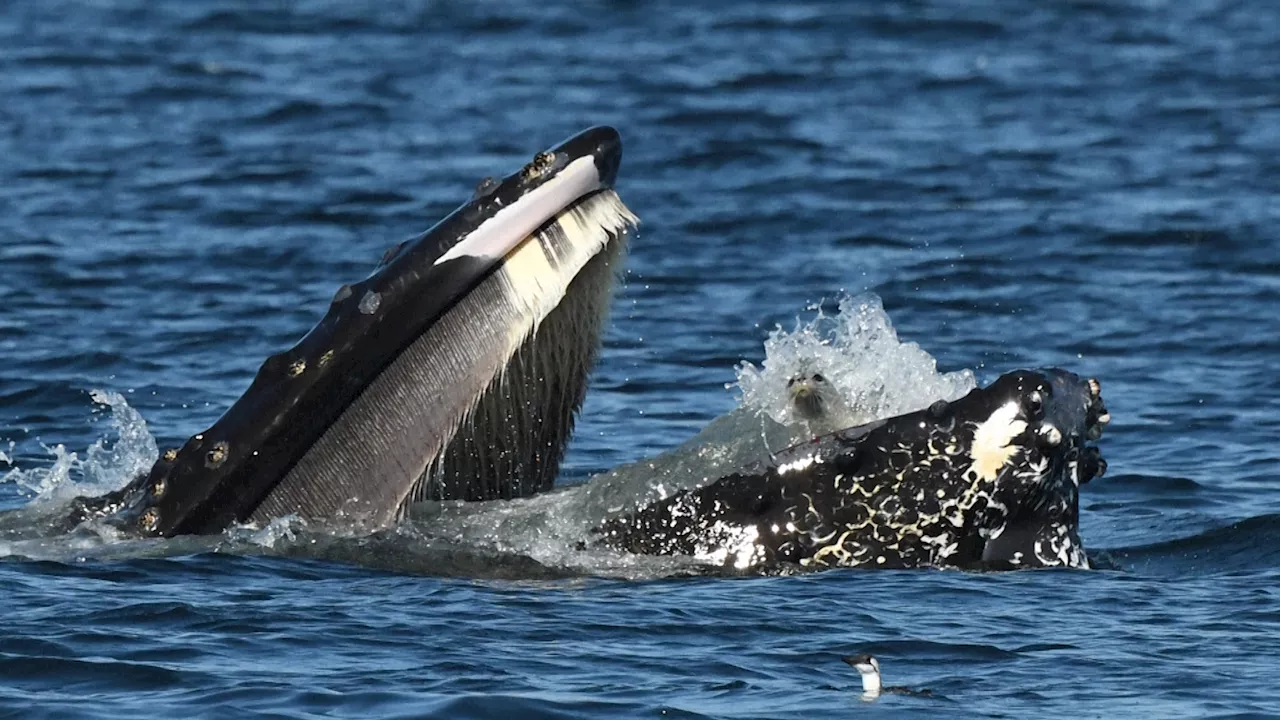 Seal Swallowed by Humpback Whale Spotted in Stunning Photograph