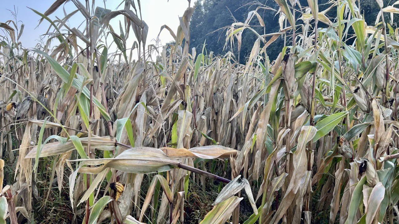 Kürbisse schwammen davon: Hochwasser setzt Landwirtschaft unter Druck