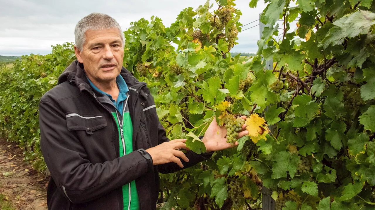 Weinlese: Traubenqualität ist vom Dauerregen kaum betroffen