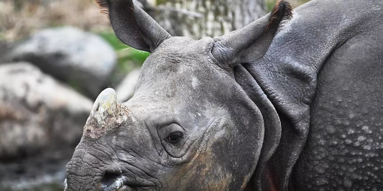 Zuwachs im Tiergarten: N&uuml;rnberg bekommt ein neues Panzernashorn