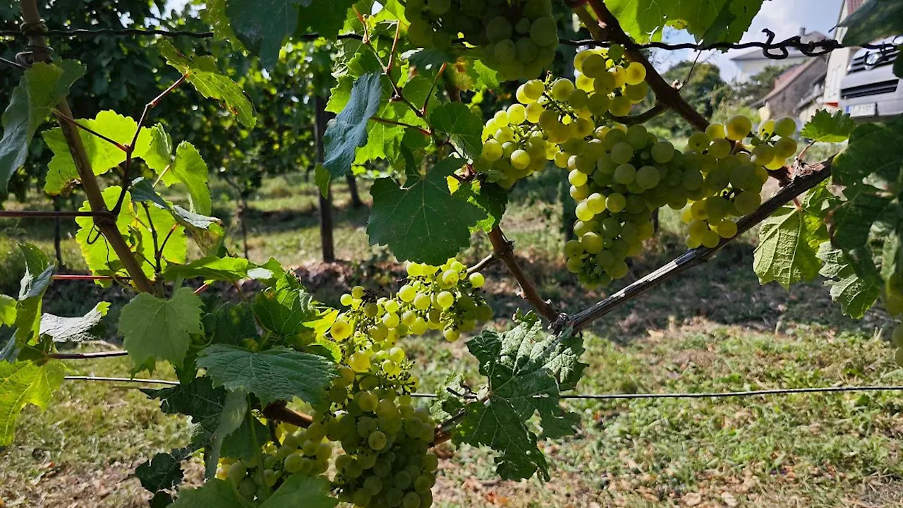 Hessen: Hessen produziert mehr als 20 Millionen Liter Wein