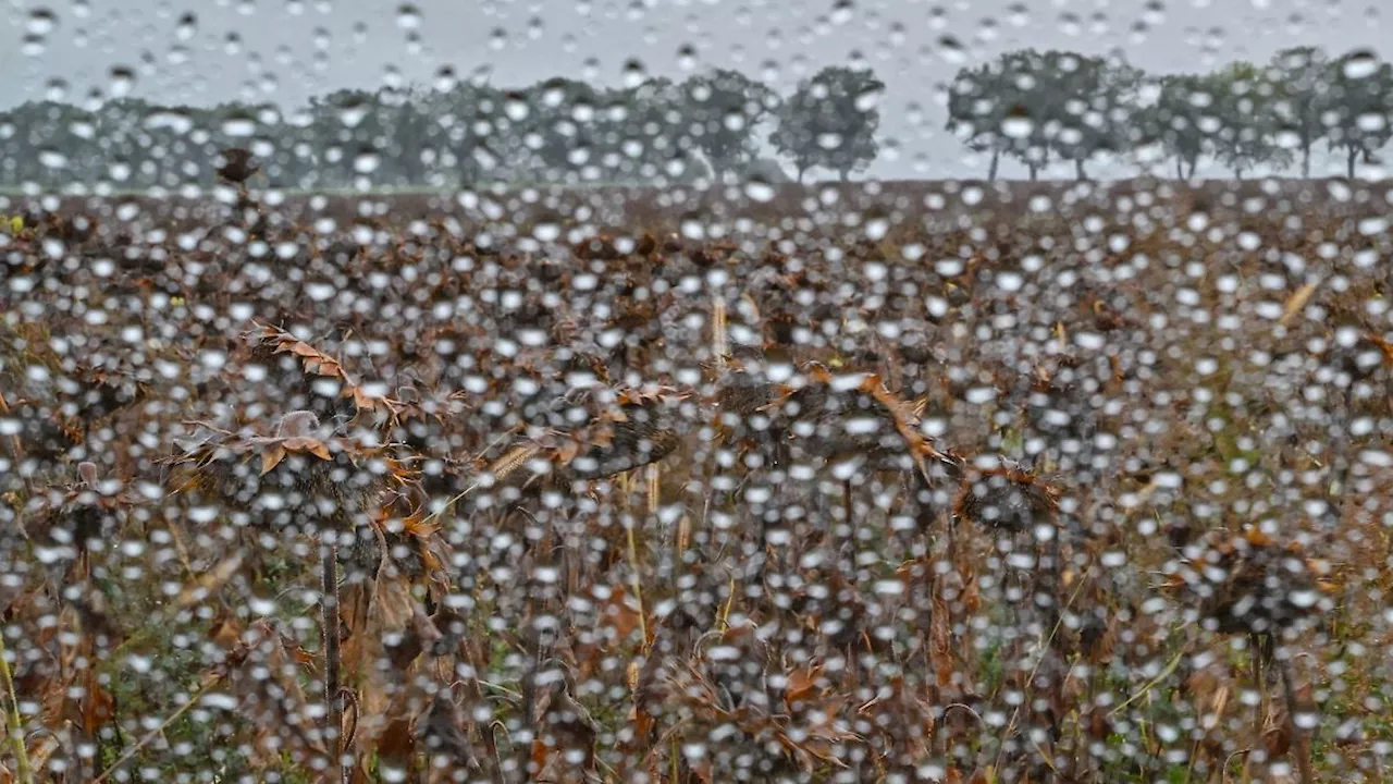 Nordrhein-Westfalen: Erntebilanz: Regen schlecht für Getreide, gut für Mais