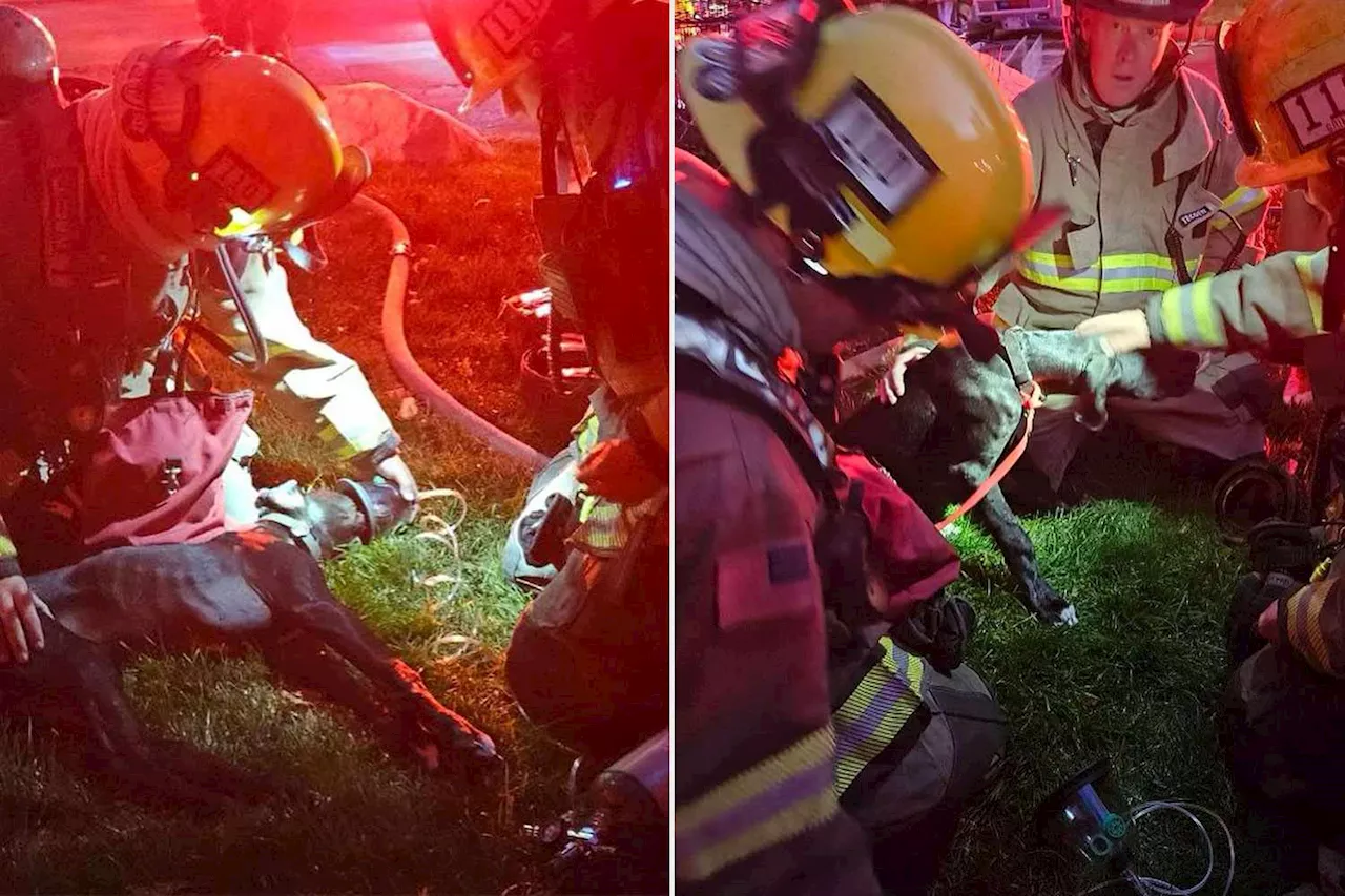Hero Firefighters Use Pet CPR to Save Dog Caught in Utah Apartment Building Fire