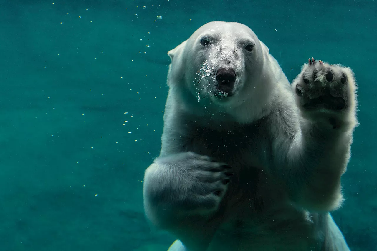 Polar bears found to have diverged from brown bears just 70,000 years ago