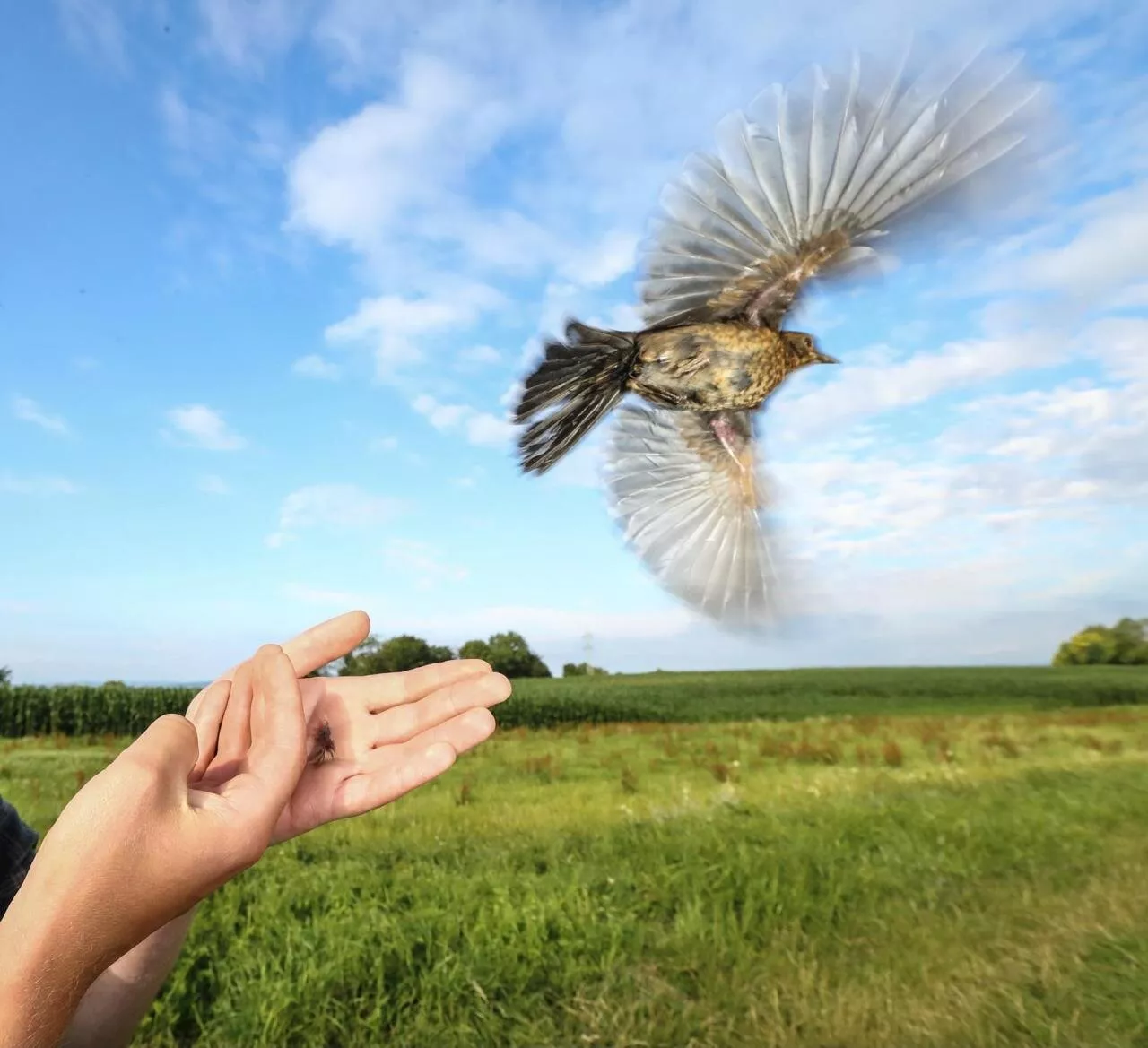 Scientists quantify energetic costs of the migratory lifestyle in a free flying songbird