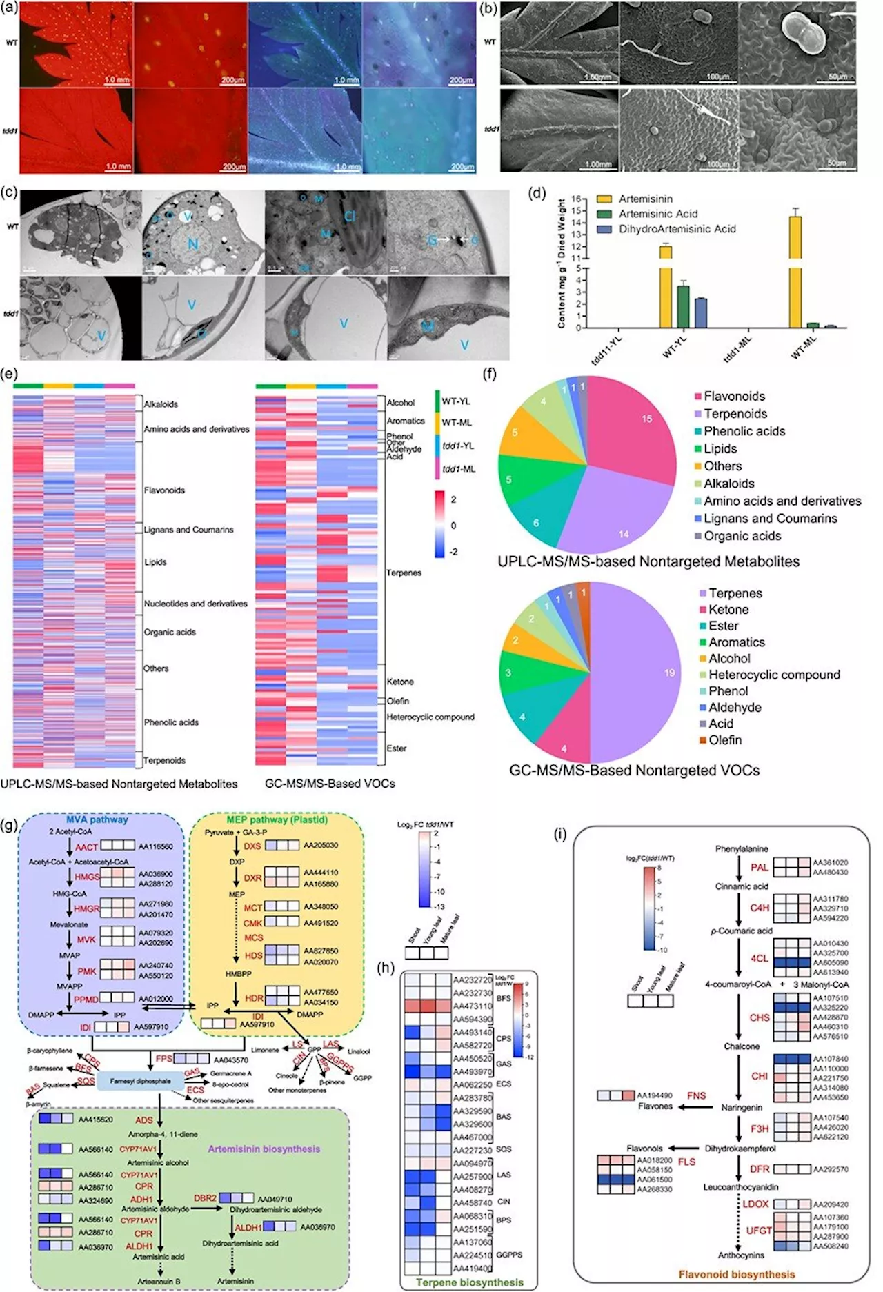 Study explores metabolic disruptions in Artemisia annua mutant strain