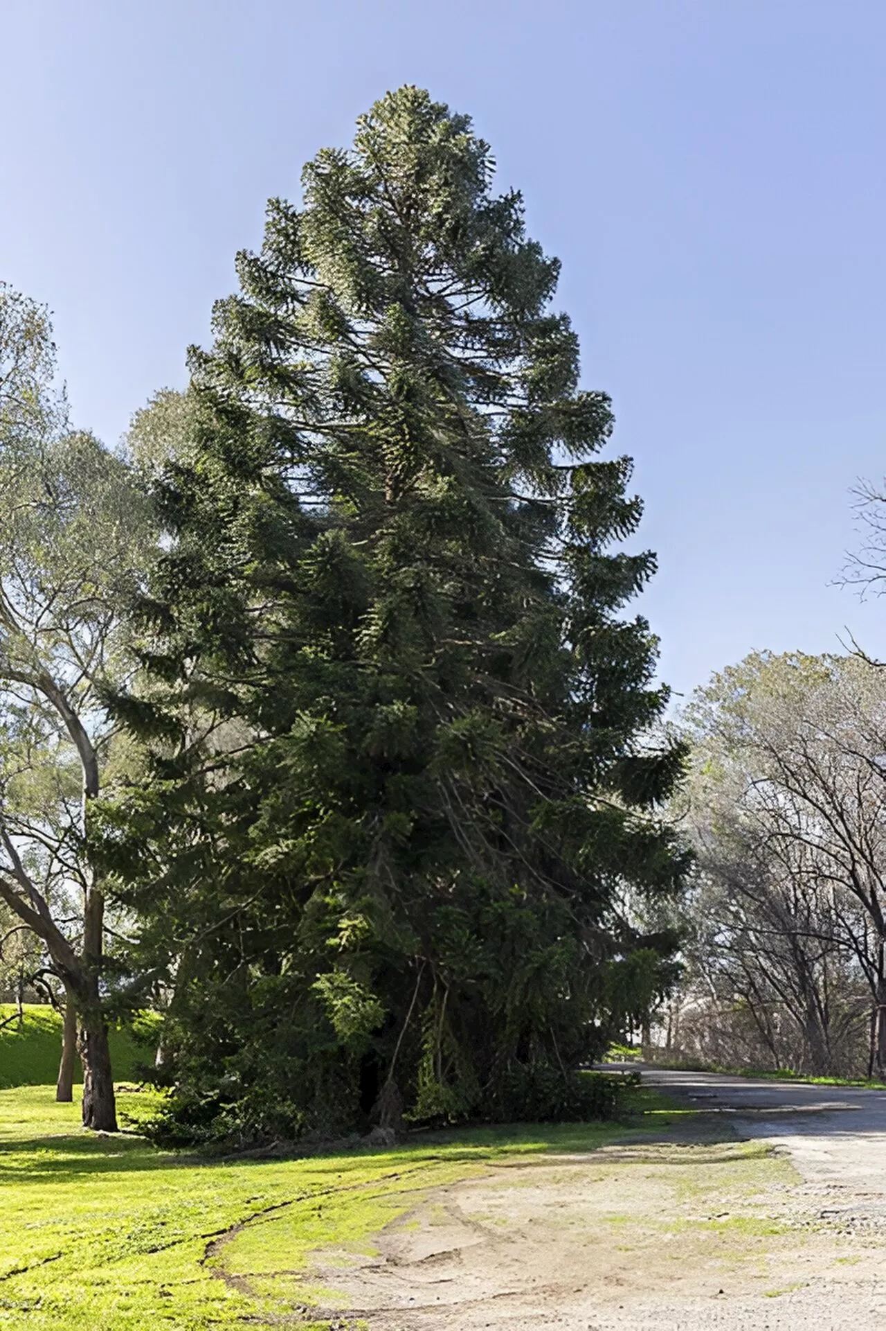 Walking the trees: Researchers trace how First Nations groups moved bunya pine and black bean trees
