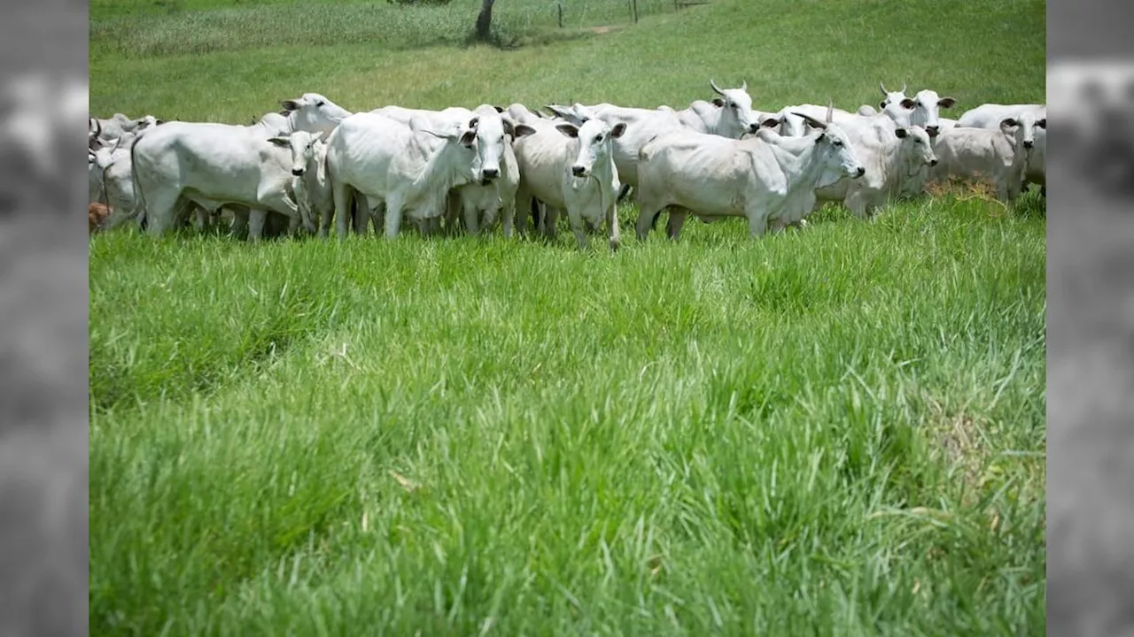 Prepare o bolso: carne bovina vai ficar mais cara a partir de 2025