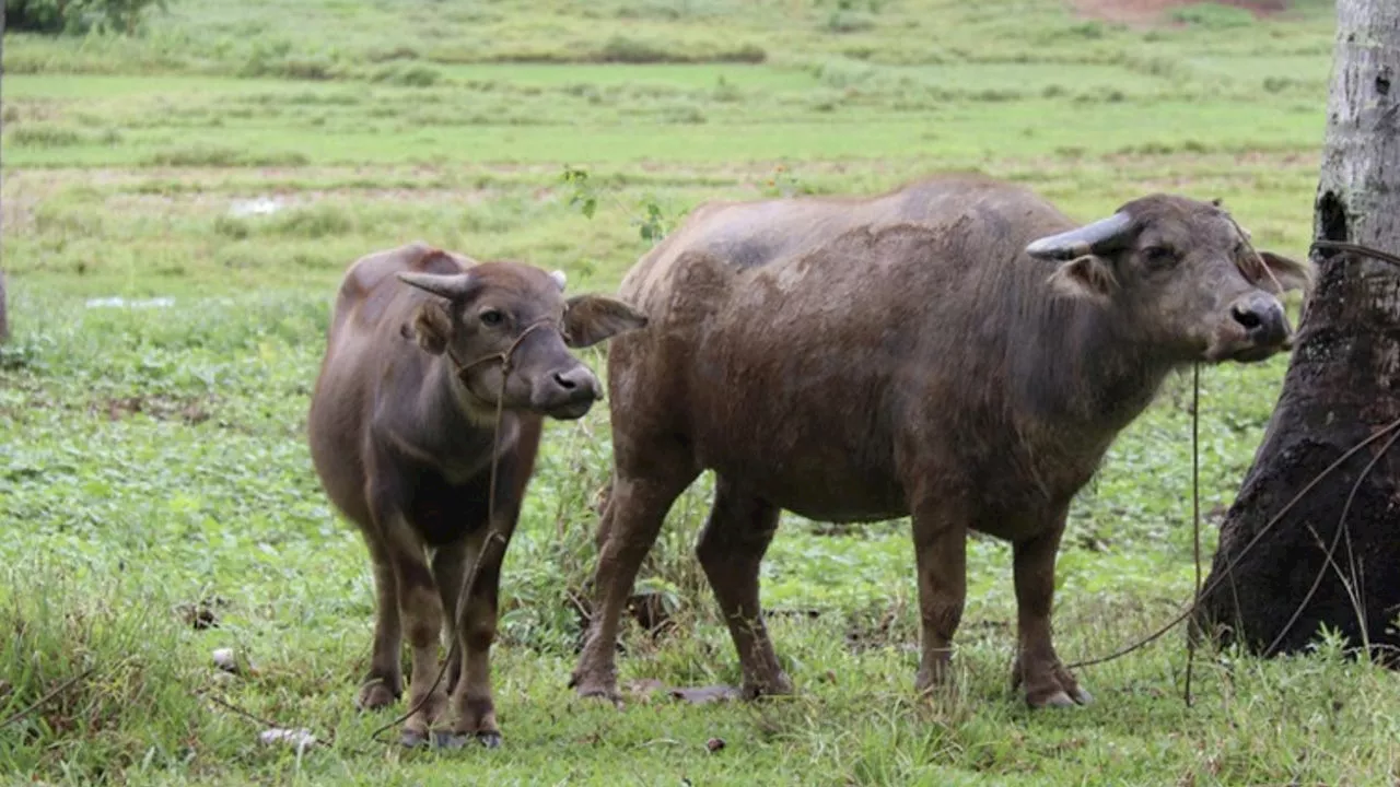 Recognize carabao as ‘distinct’ species from riverine buffalo