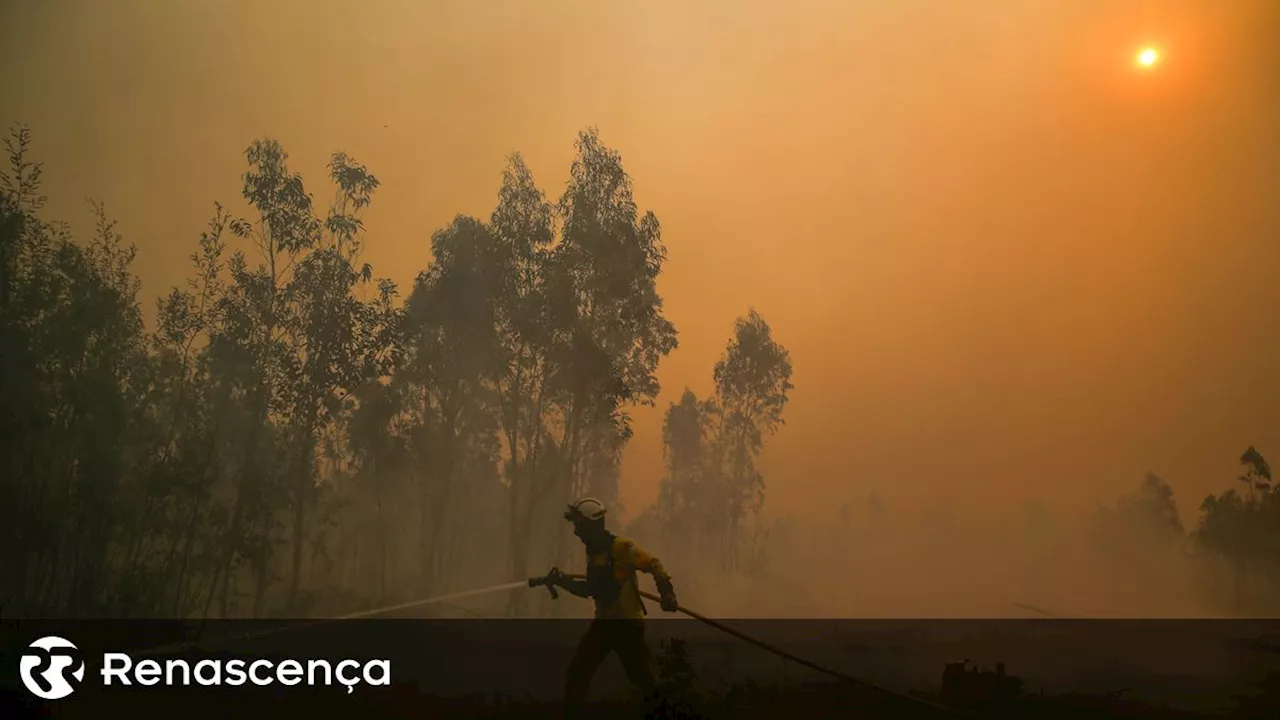 Incêndios. Detido suspeito de atear fogo na Murtosa