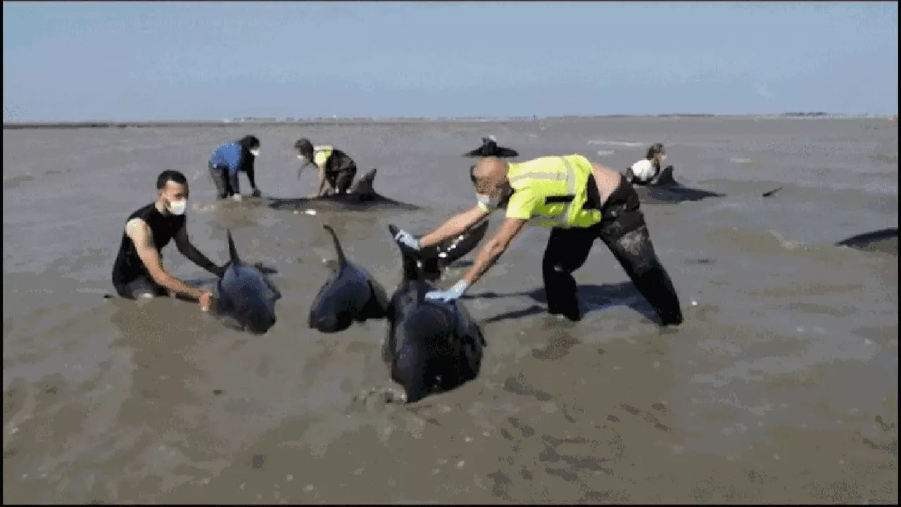 Voluntários fazem grande operação para salvar grupo de golfinhos encalhados no oeste da França; veja vídeo