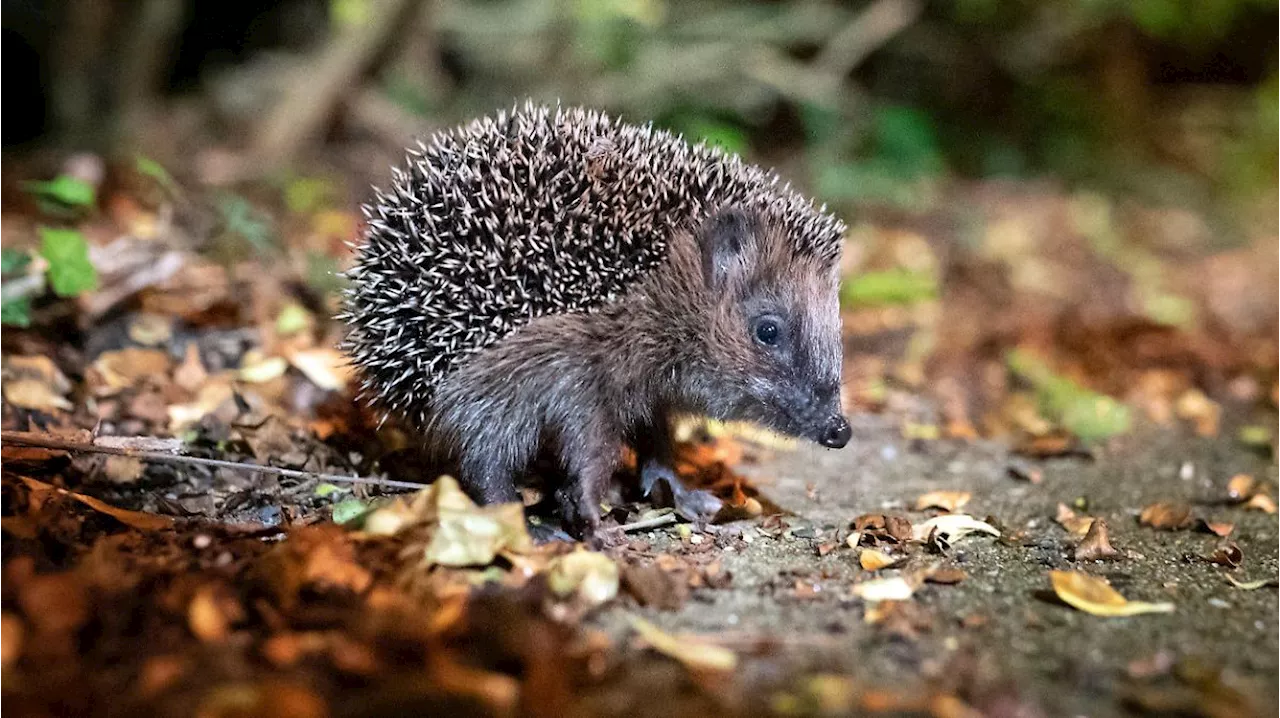 Immer weniger Lebensraum durch den Menschen - wie schützt man einen Igel eigentlich richtig?