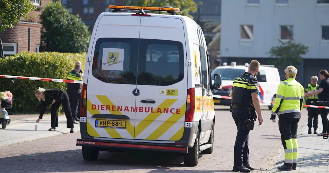 Politie schiet hond dood die kat grijpt in Assen