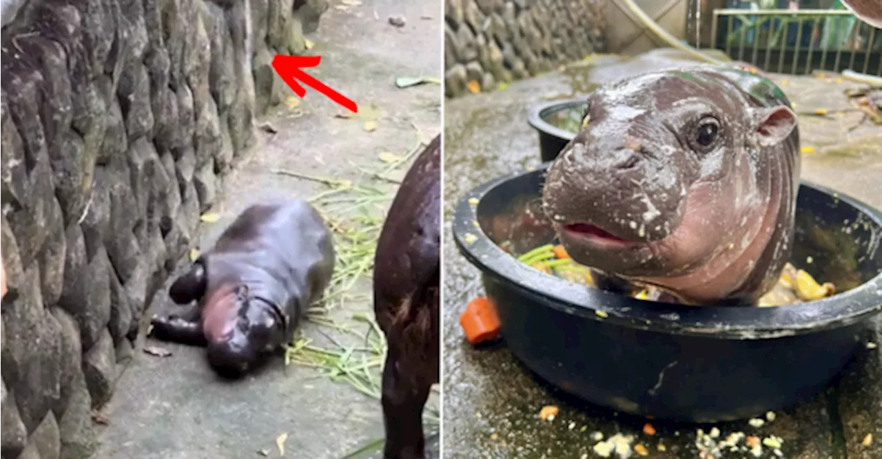 New Rules Limiting Visitors Set After Viral Baby Hippo Moo Deng Gets Mistreated