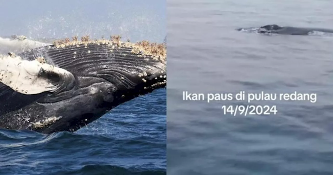 Tular Video Individu Teruja Pertama Kali Dapat Jumpa Ikan Paus Di Pulau Redang