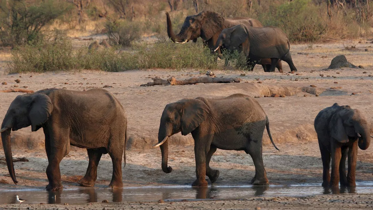 Zimbabwe to cull 200 wild elephants to feed communities facing severe hunger during drought