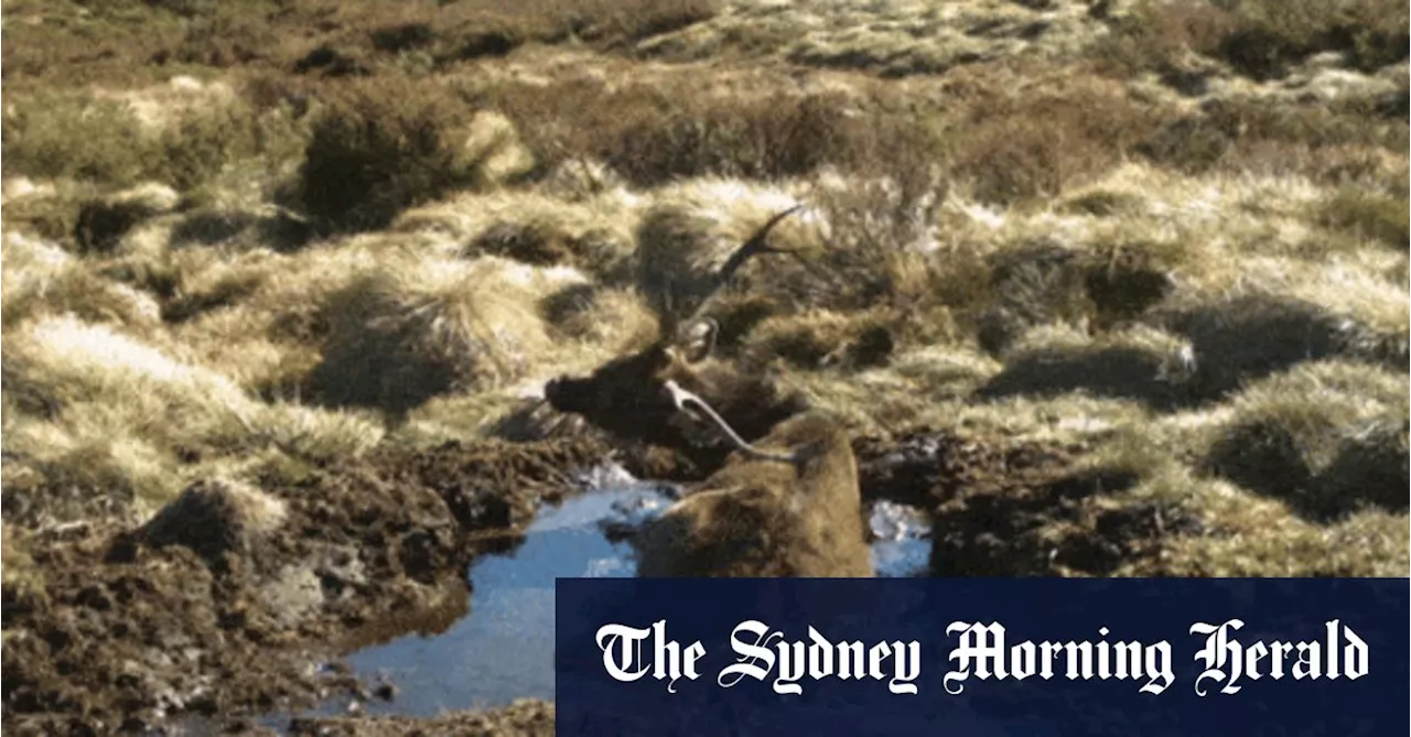 Race on to stop feral animal encroaching on Australian cities, trashing bushland