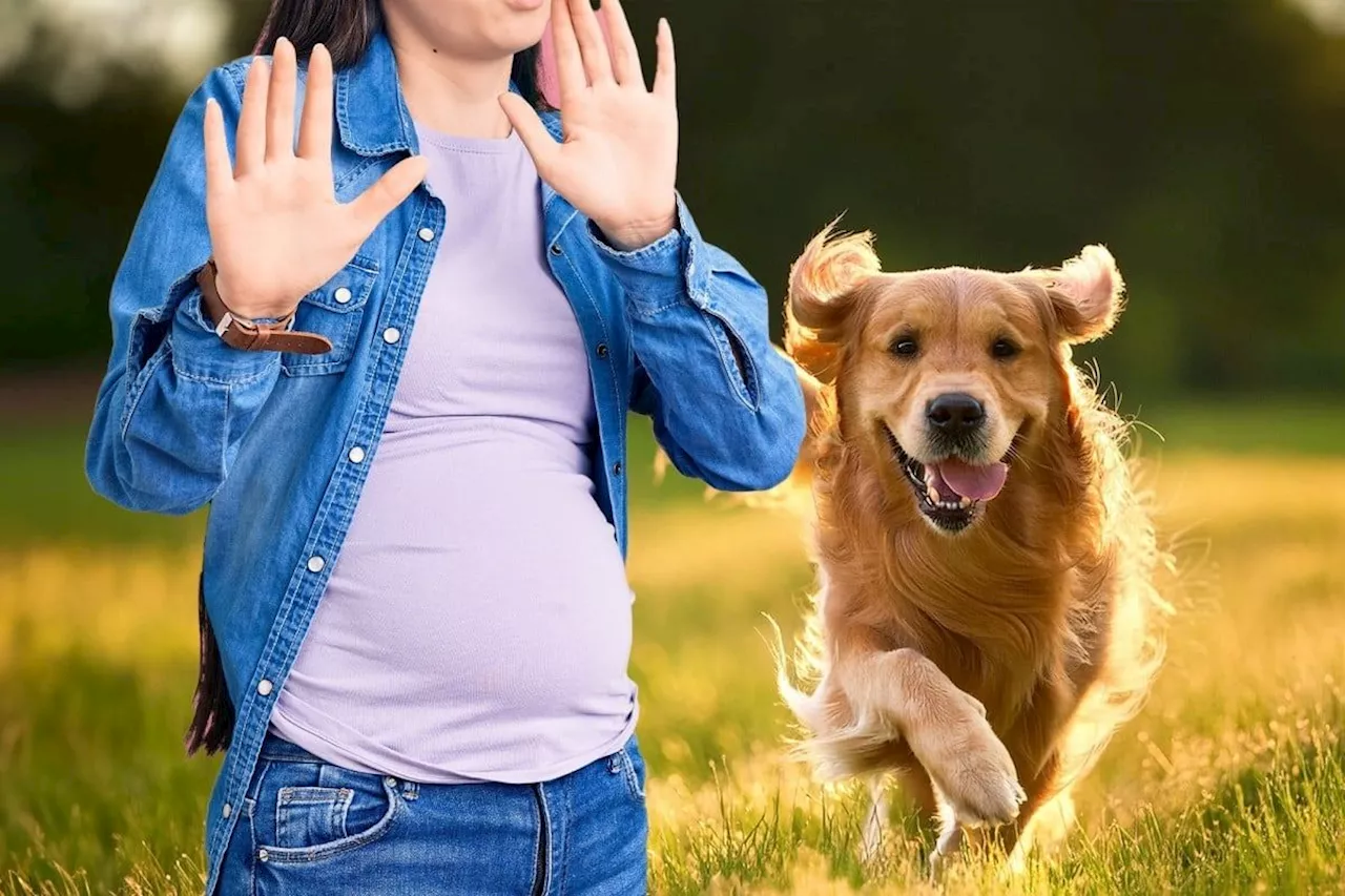 China dog owner pays woman US$12,600 after she has miscarriage because animal startled her