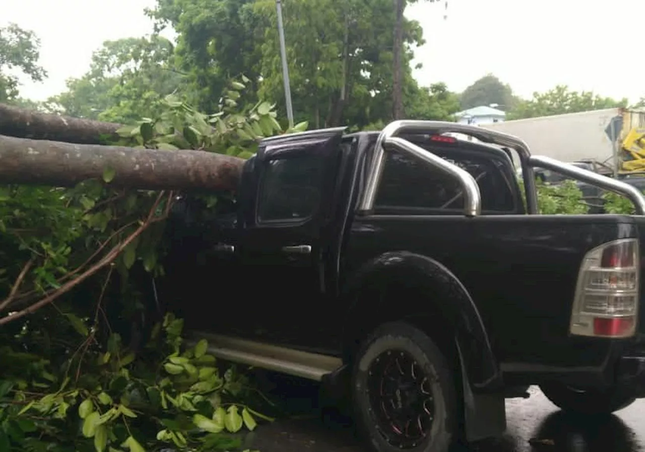 Driver and Passenger Escape Serious Injury After Tree Falls on Car