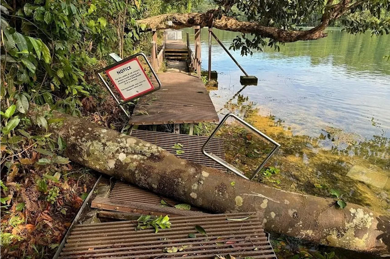 More than 300 trees in Singapore affected by Sumatra squall on Sept 17: National Parks Board