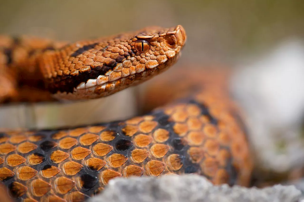 Les serpents en Nouvelle-Aquitaine : ce n’est pas le déclin, c’est la chute libre