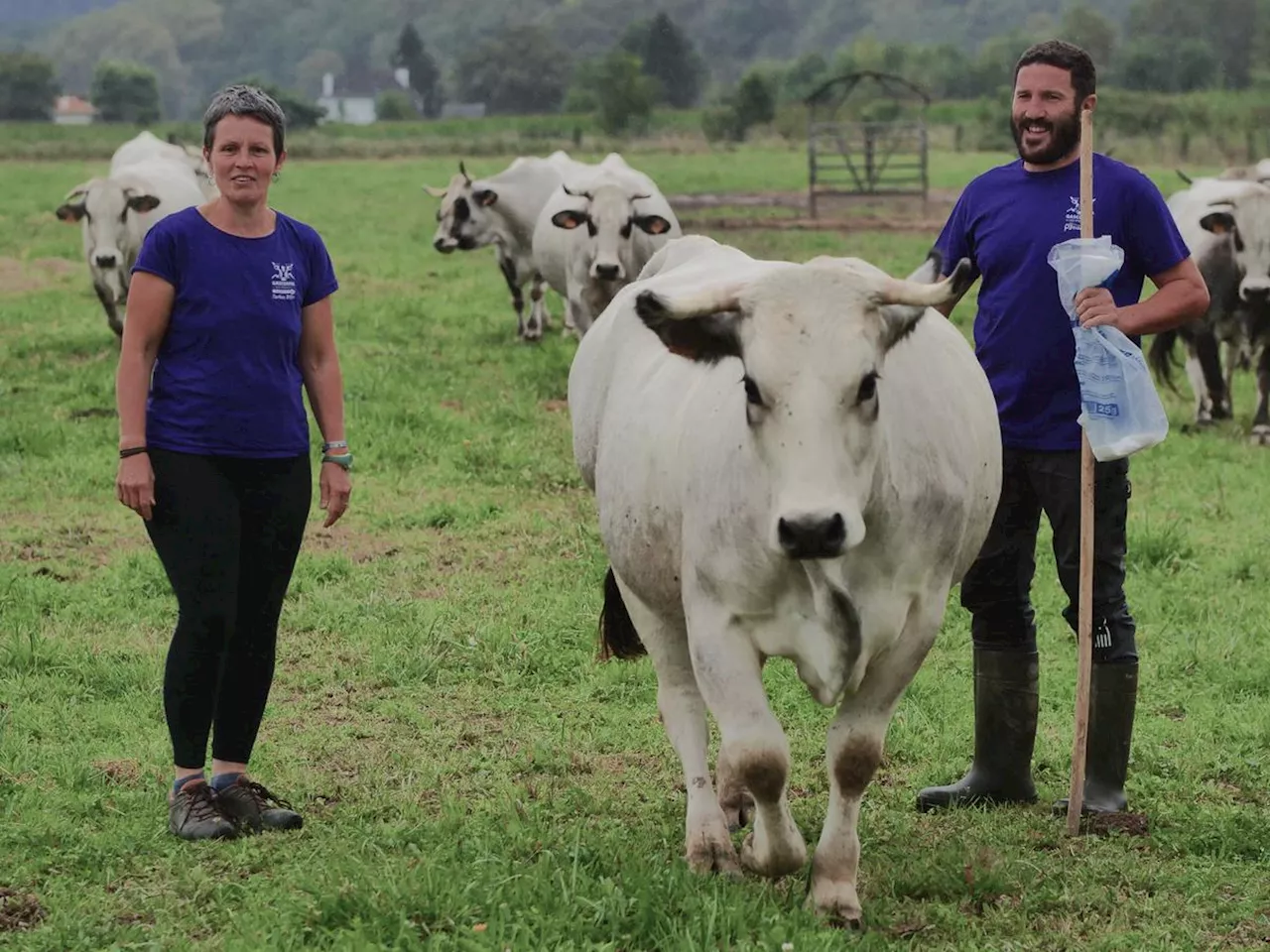 Tuberculose bovine. « On a cru qu’on allait voir arriver 200 CRS » : la résistance de ce couple d’éleveurs basques pourrait faire date en France