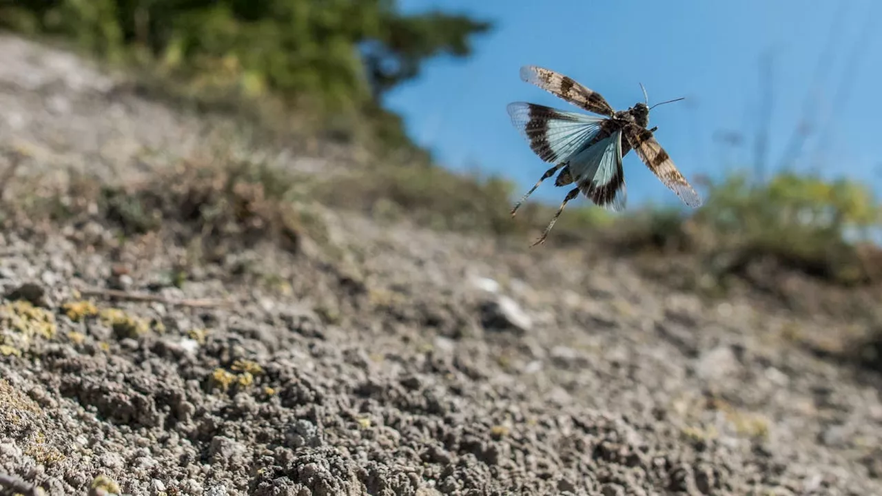 Biodiversitätsinitiative: Was steckt dahinter?
