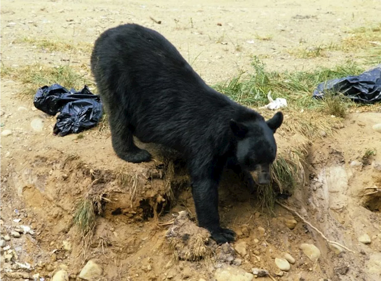 MNR issues advice about nuisance bears in Thunder Bay