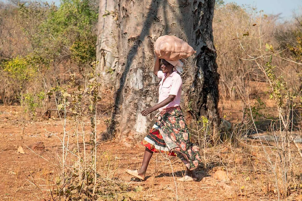 African baobab tapped as a new superfood, but harvest fraught with challenges