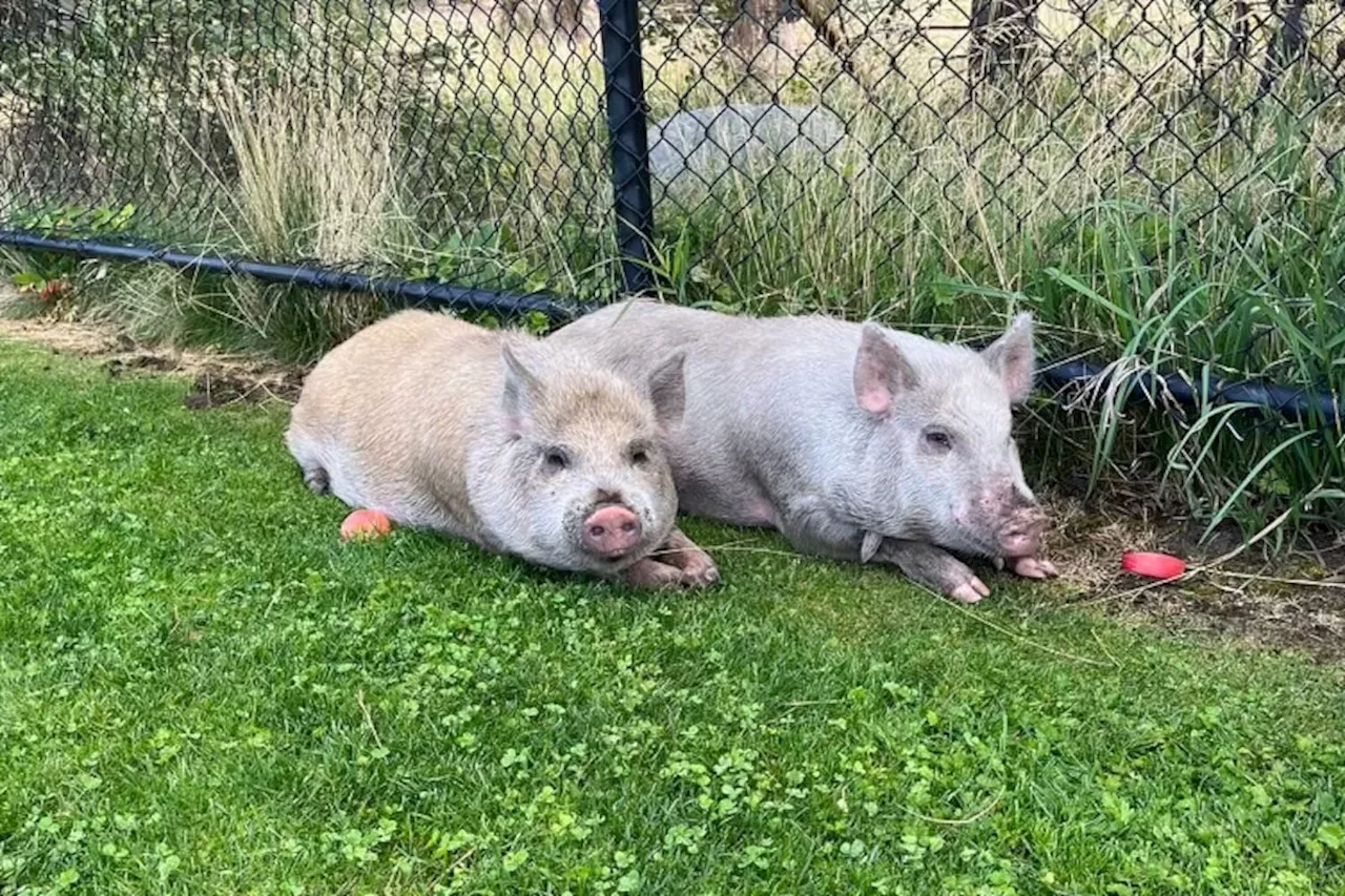 Piggies go 'Wee! Wee! Wee!' all the way around West Kelowna