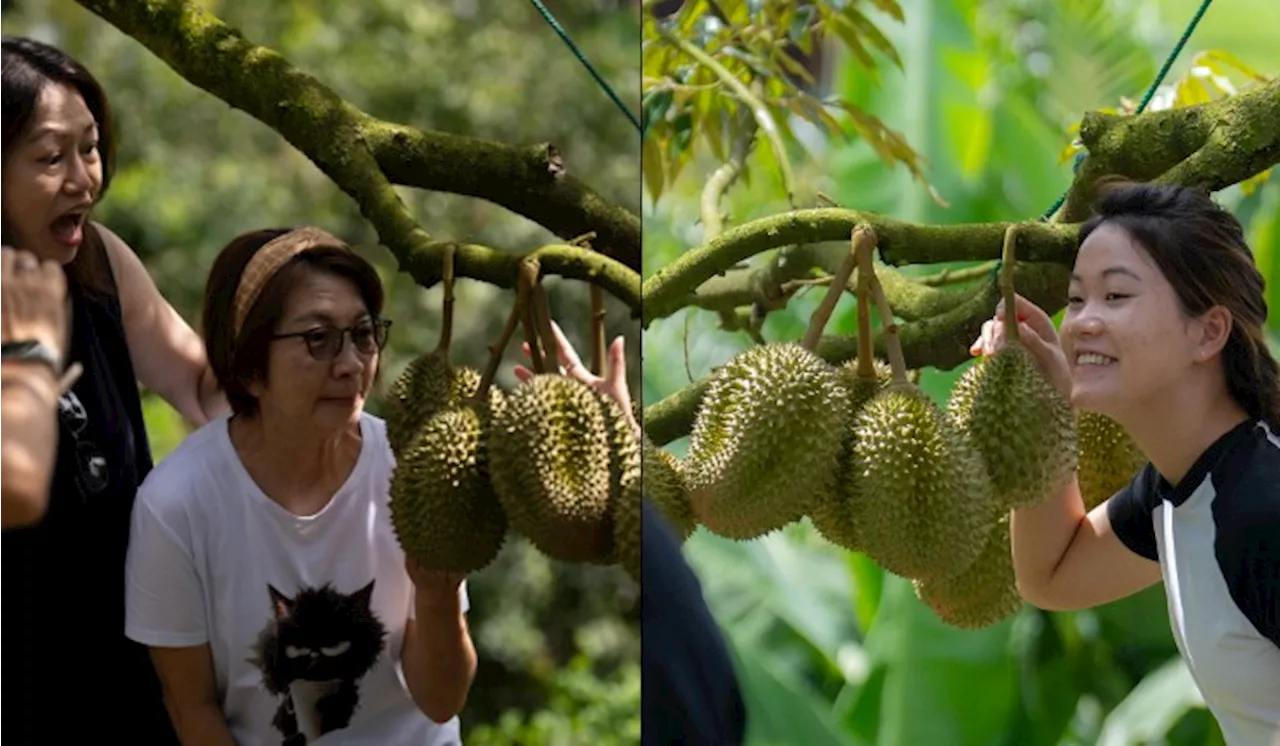 The Natural Rarity Of Low-Hanging Musang King Durians At Karak Karak Farm