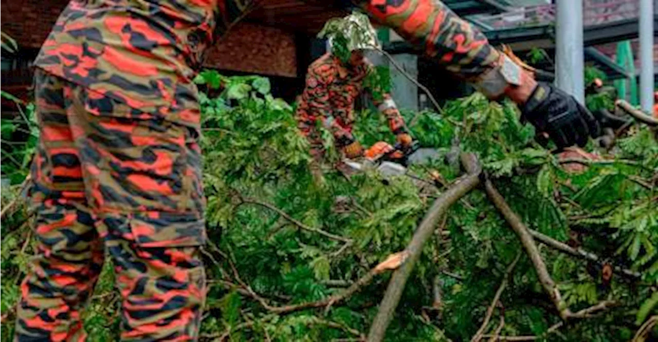 Falling tree incidents: Two seriously hurt in Perak, 23 distress calls received in Sabah