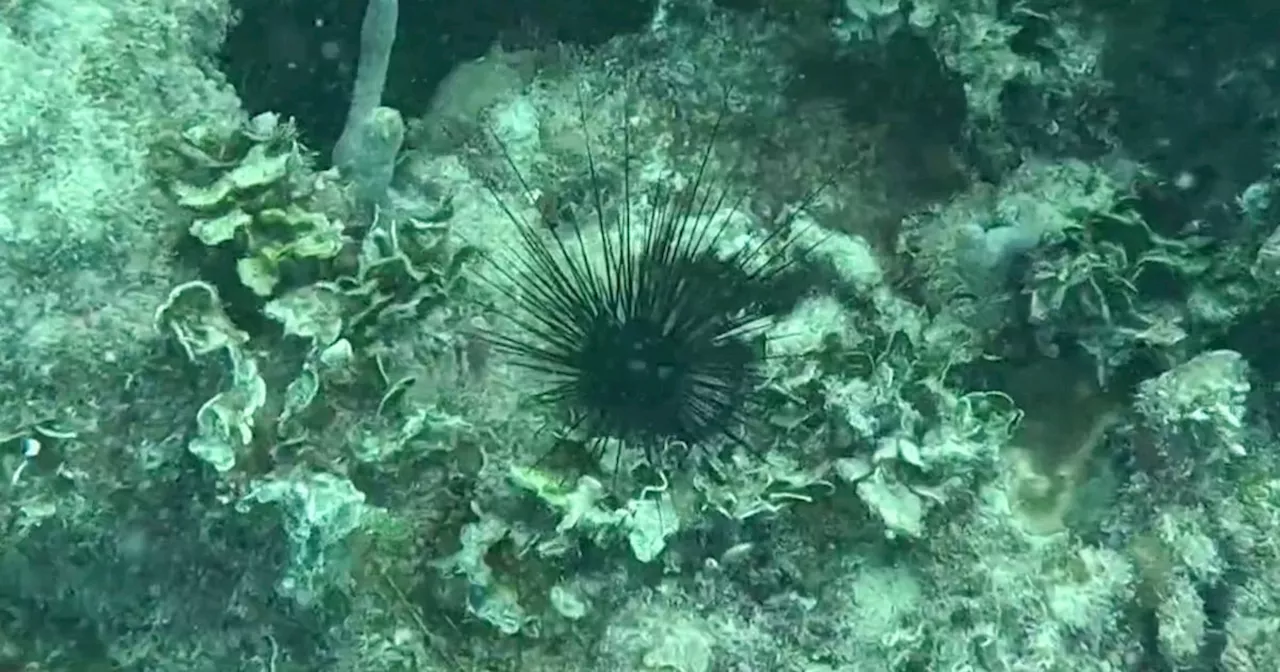 Researchers in Puerto Rico dive to save vital coral reefs