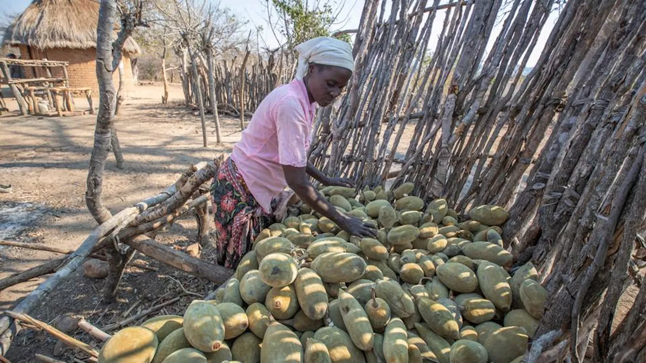 Ancient African tree provides 'superfood' as farmers battle climate crisis