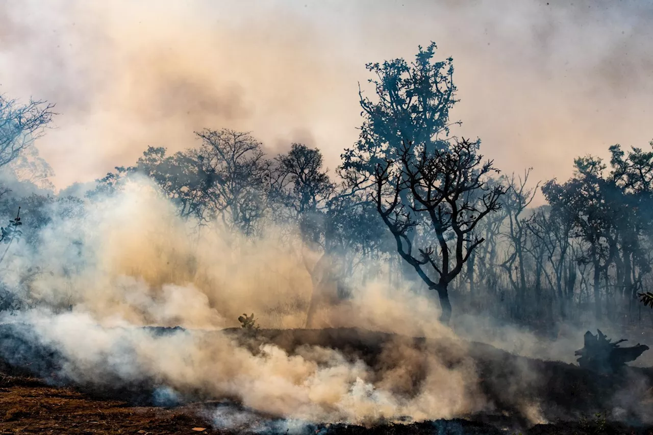 Desmatamento no Cerrado emite 135 milhões de toneladas de CO2 desde 2023