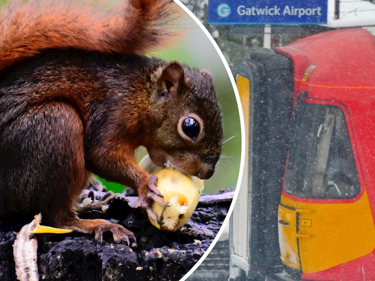 'Es herrschte totales Chaos' - Aggressive Eichhörnchen greifen Zug-Passagiere an