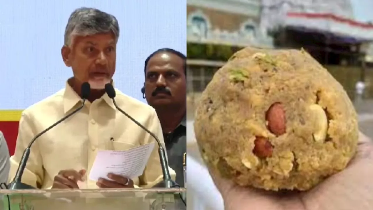 Chandrababu naidu: తిరుమల లడ్డులో ఎనిమల్ ఫ్యాట్.. సంచలన వ్యాఖ్యలు చేసిన చంద్రబాబు..